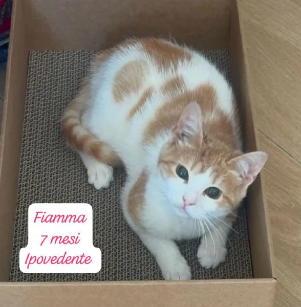 GATTINI IN ADOZIONE Urgentissimo  | Foto 4