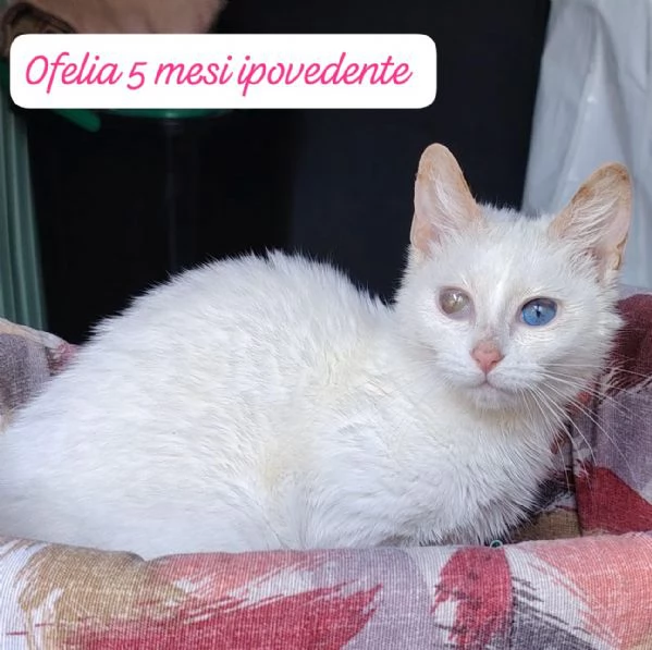 GATTINI IN ADOZIONE Urgentissimo 