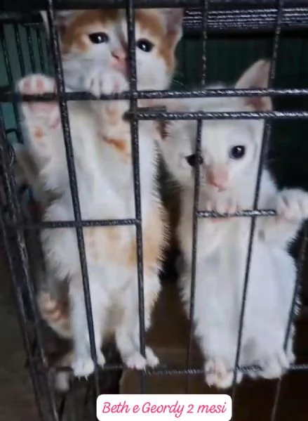 GATTINI IN ADOZIONE Urgentissimo 