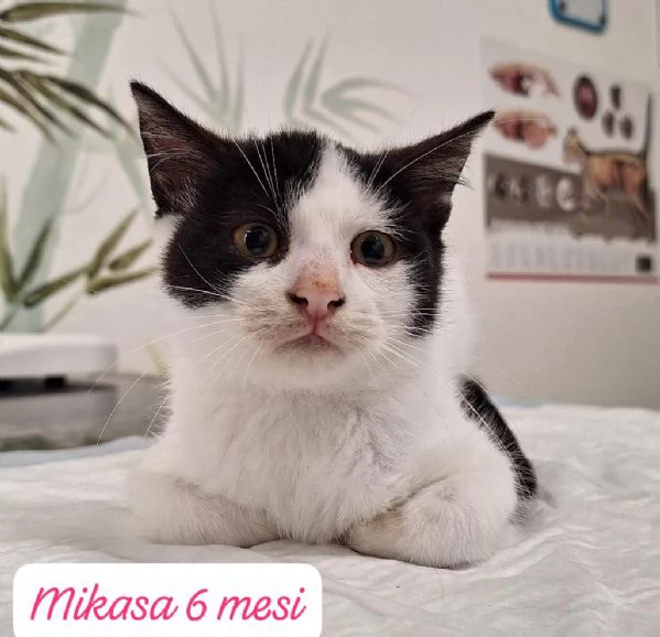 GATTINI IN ADOZIONE Urgentissimo 