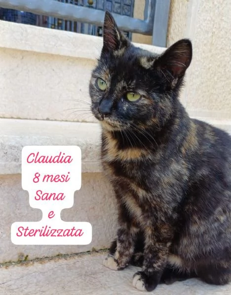 GATTINI IN ADOZIONE Urgentissimo  | Foto 2