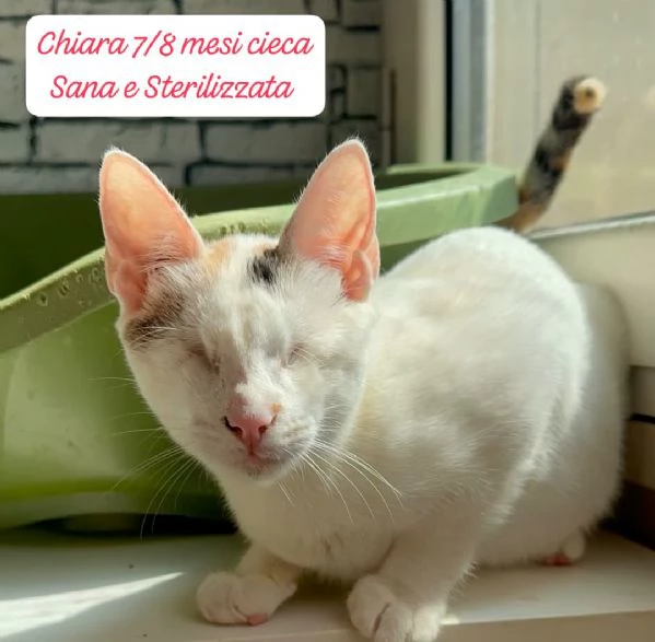 GATTINI IN ADOZIONE Urgentissimo  | Foto 2