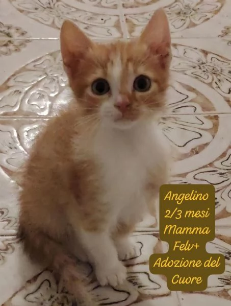 GATTINI IN ADOZIONE Urgentissimo 