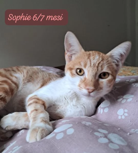 GATTINI IN ADOZIONE Urgentissimo  | Foto 0