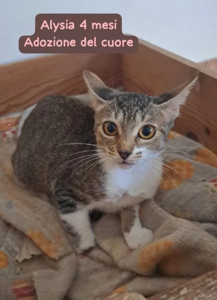 GATTINI IN ADOZIONE Urgentissimo  | Foto 3