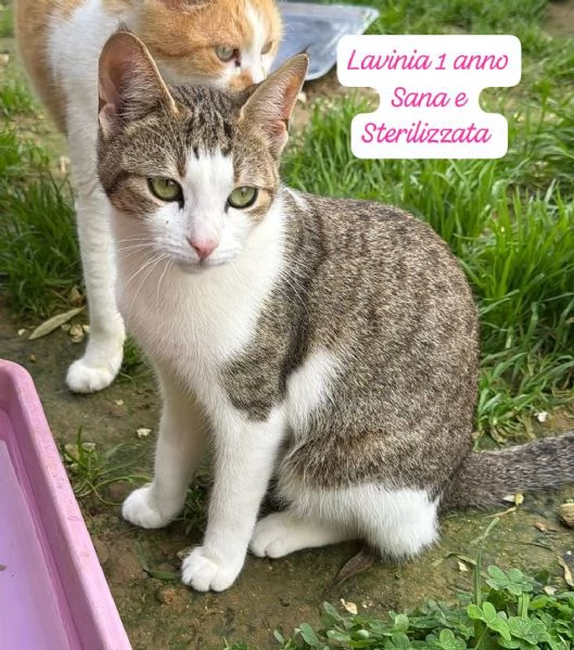 GATTINI IN ADOZIONE Urgentissimo  | Foto 0