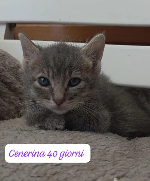GATTINI IN ADOZIONE Urgentissimo  | Foto 2