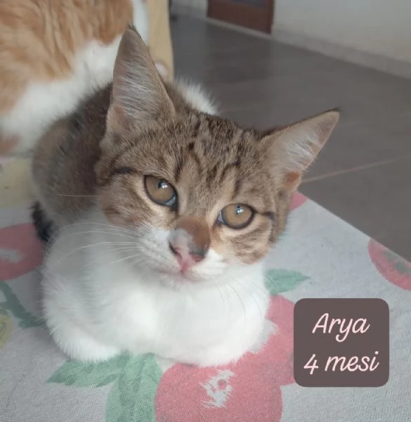 GATTINI IN ADOZIONE Urgentissimo  | Foto 3