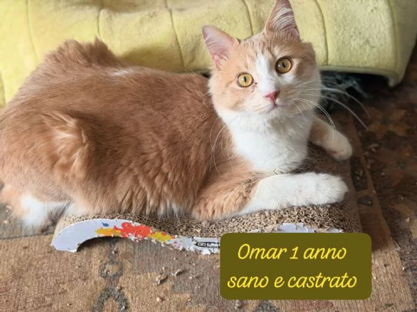 GATTINI IN ADOZIONE Urgentissimo  | Foto 1