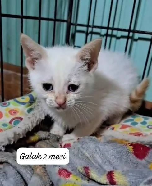 GATTINI IN ADOZIONE Urgentissimo  | Foto 2