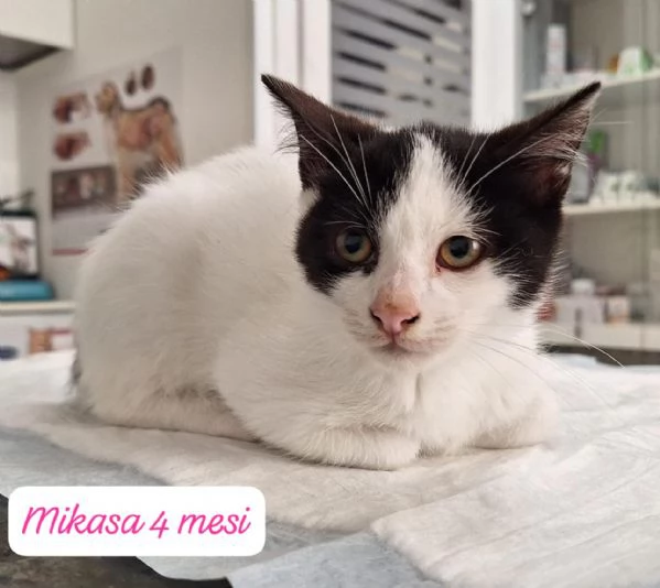 GATTINI IN ADOZIONE Urgentissimo 