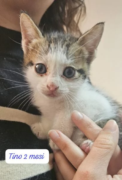 GATTINI IN ADOZIONE Urgentissimo  | Foto 1