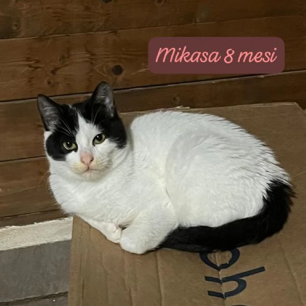 GATTINI IN ADOZIONE Urgentissimo  | Foto 0