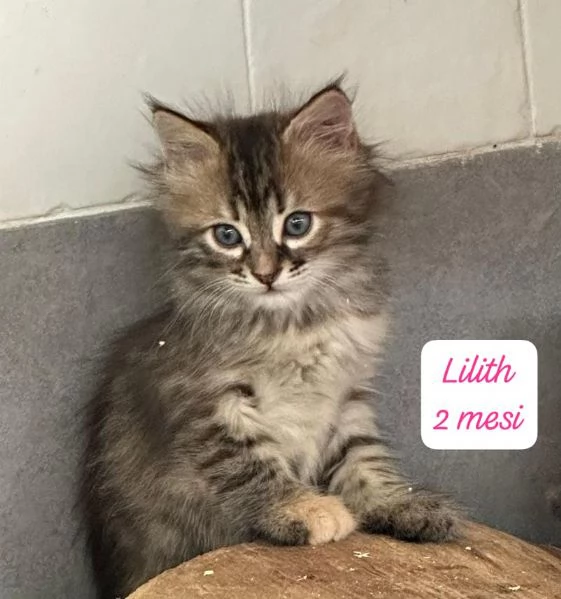 GATTINI IN ADOZIONE Urgentissimo  | Foto 0
