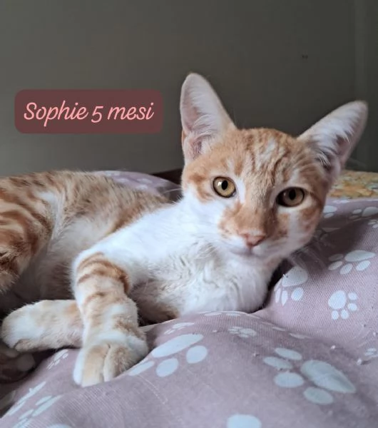 GATTINI IN ADOZIONE Urgentissimo  | Foto 2