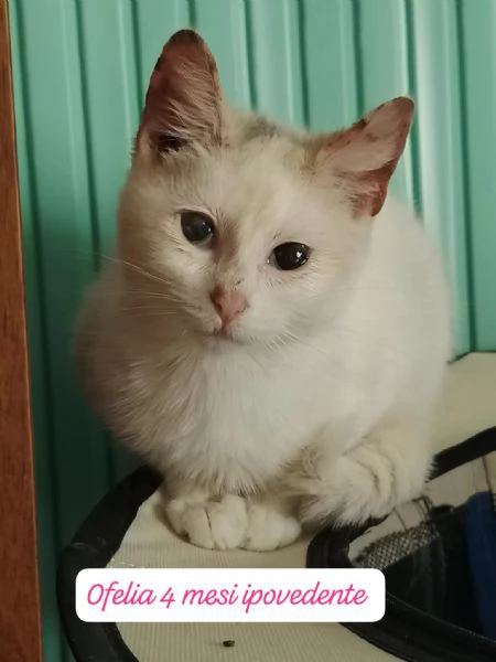 GATTINI IN ADOZIONE Urgentissimo 