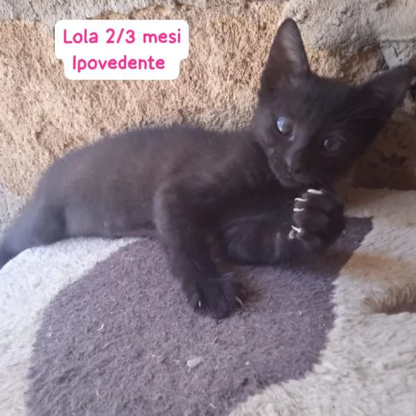 GATTINI IN ADOZIONE Urgentissimo  | Foto 2