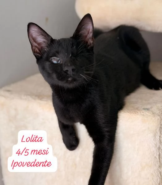 GATTINI IN ADOZIONE Urgentissimo  | Foto 0