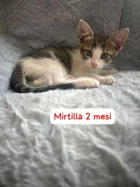 GATTINI IN ADOZIONE Urgentissimo 