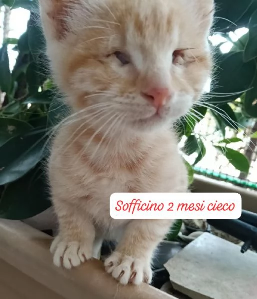 GATTINI IN ADOZIONE Urgentissimo  | Foto 0