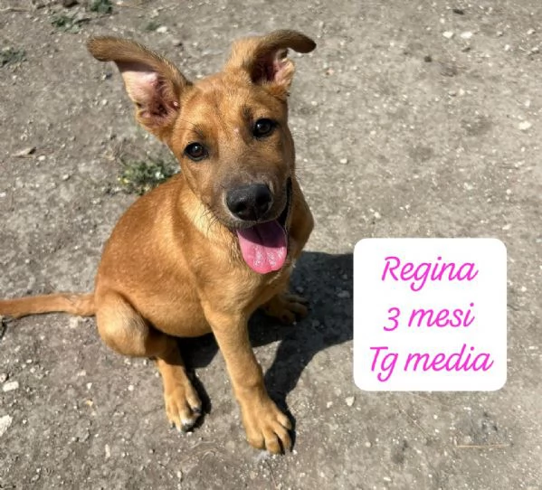 CUCCIOLI SENZA ALCUN FUTURO | Foto 6