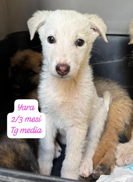 CUCCIOLI SENZA ALCUN FUTURO