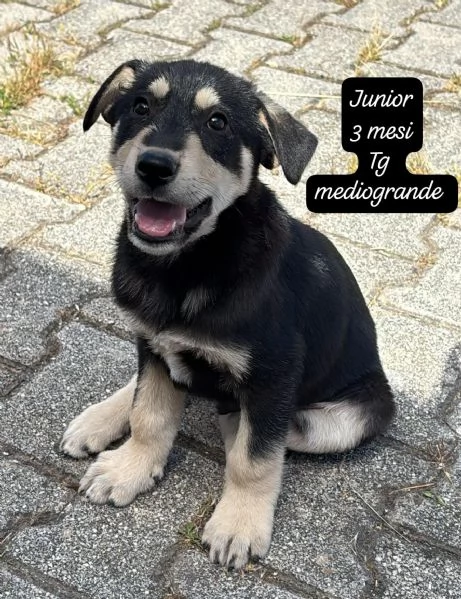 CUCCIOLI SENZA ALCUN FUTURO | Foto 5