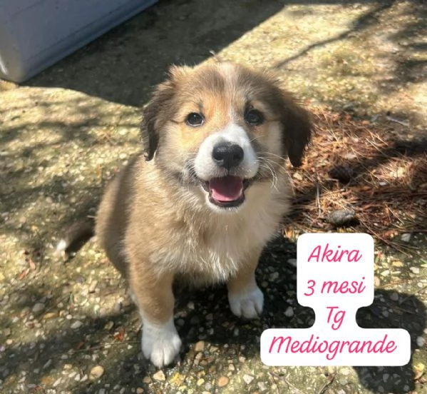 CUCCIOLI SENZA ALCUN FUTURO | Foto 4