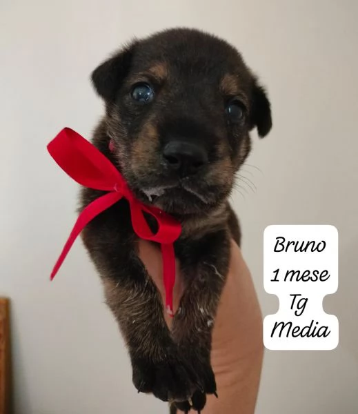 CUCCIOLI SENZA ALCUN FUTURO