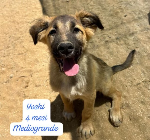CUCCIOLI SENZA ALCUN FUTURO | Foto 5