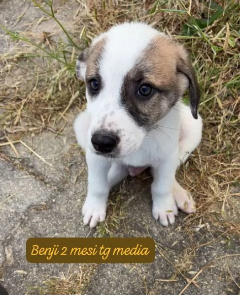 CUCCIOLI SENZA ALCUN FUTURO | Foto 3