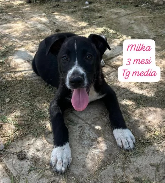 CUCCIOLI SENZA ALCUN FUTURO | Foto 4