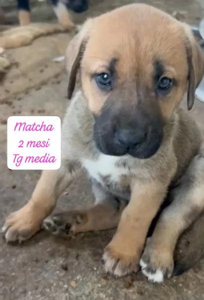 CUCCIOLI SENZA ALCUN FUTURO | Foto 6