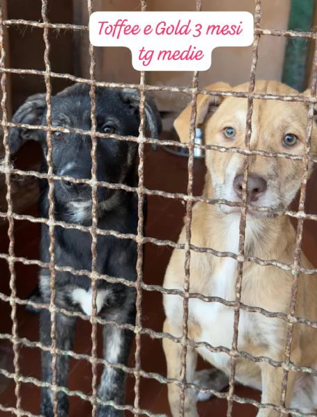 CUCCIOLI SENZA ALCUN FUTURO | Foto 6