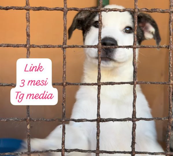 CUCCIOLI SENZA ALCUN FUTURO | Foto 5