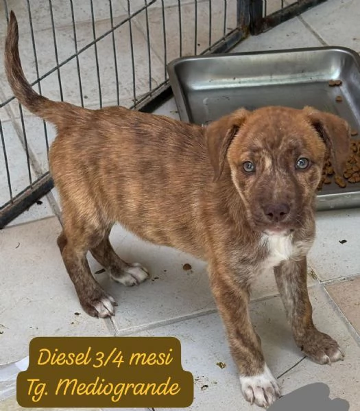 CUCCIOLI SENZA ALCUN FUTURO | Foto 6