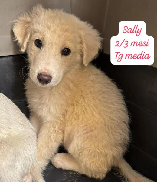 CUCCIOLI SENZA ALCUN FUTURO | Foto 5