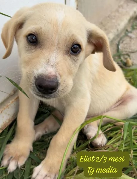 CUCCIOLI SENZA ALCUN FUTURO