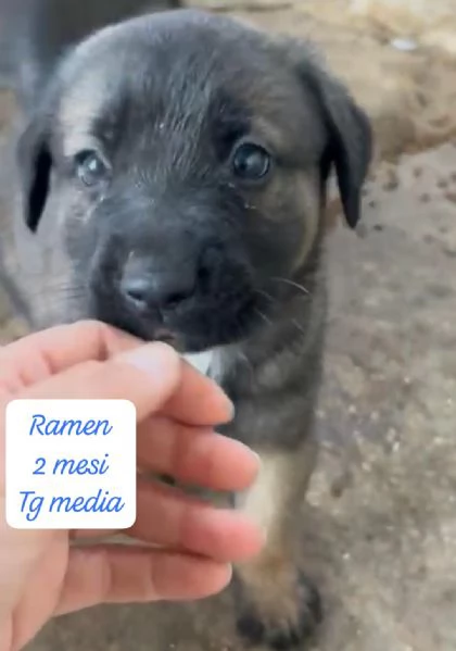 CUCCIOLI SENZA ALCUN FUTURO | Foto 4