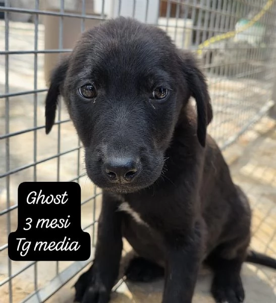 CUCCIOLI SENZA ALCUN FUTURO | Foto 5