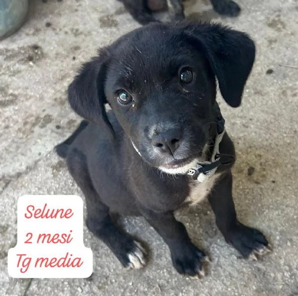 CUCCIOLI SENZA ALCUN FUTURO