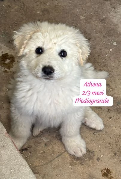 CUCCIOLI SENZA ALCUN FUTURO | Foto 4