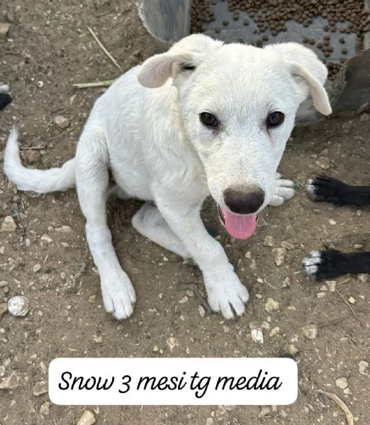 CUCCIOLI SENZA ALCUN FUTURO | Foto 5