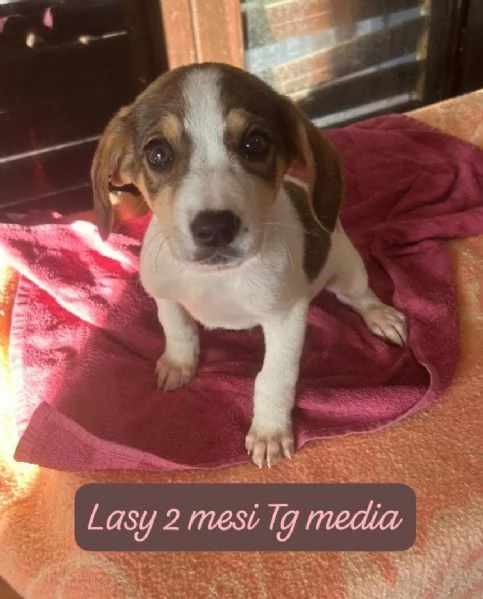 CUCCIOLI SENZA ALCUN FUTURO | Foto 4