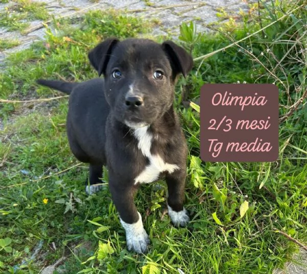 CUCCIOLI SENZA ALCUN FUTURO | Foto 2