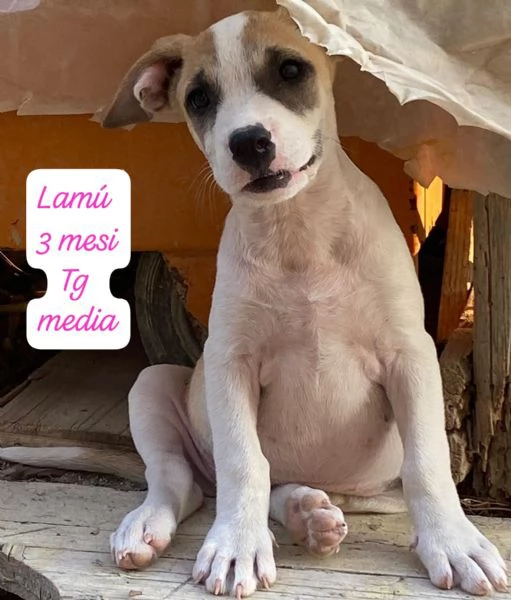 CUCCIOLI SENZA ALCUN FUTURO | Foto 4