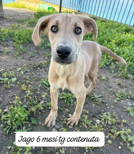 CUCCIOLI SENZA ALCUN FUTURO | Foto 3