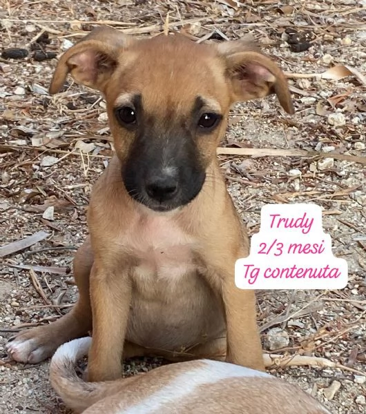 CUCCIOLI SENZA ALCUN FUTURO