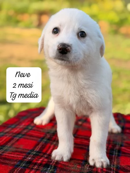 CUCCIOLI SENZA ALCUN FUTURO | Foto 4