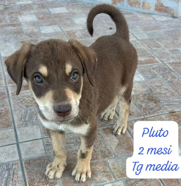 CUCCIOLI SENZA ALCUN FUTURO | Foto 3